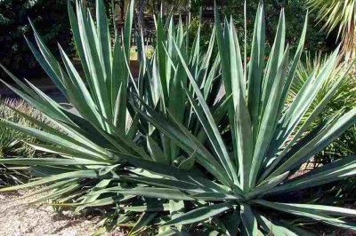 Cây dược liệu cây Dứa sợi - Agave sisalana Perrine
