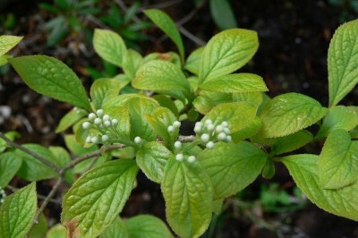 Cây dược liệu cây Dung hoa chuỳ - Symplocos paniculata (Thunb.) Miq