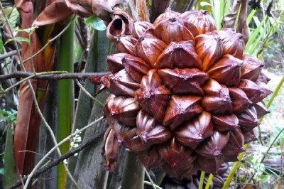 Cây dược liệu cây Dừa nước, Dừa lá - Nypa fruticans Wurmb