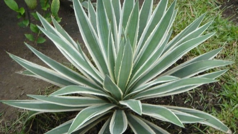 Cây dược liệu cây Dứa Mỹ lá nhỏ - Agave angustifolia Haw