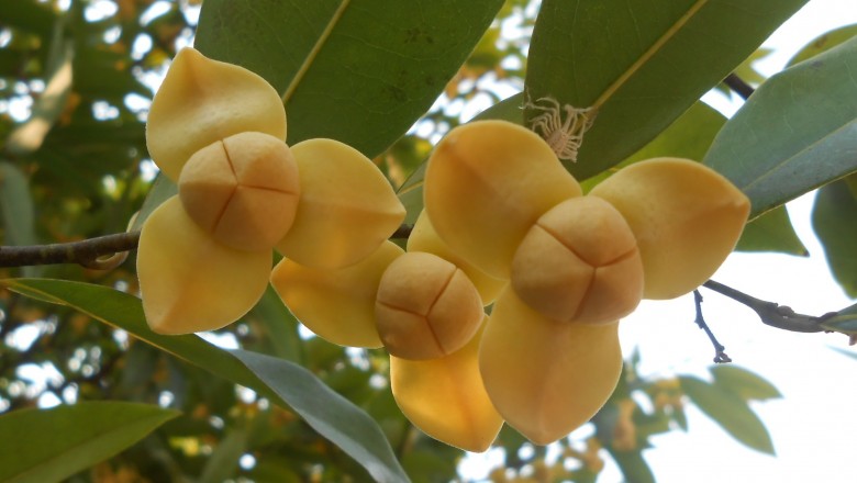 Cây dược liệu cây Dũ dẻ trơn, Cách thư đâm chồi - Fissistigma fruticosum (Lour.) Sinclair (Melodorum fruticosum Lour.)