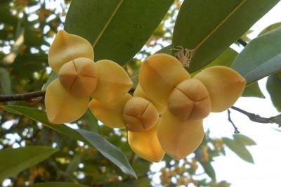 Cây dược liệu cây Dũ dẻ trơn, Cách thư đâm chồi - Fissistigma fruticosum (Lour.) Sinclair (Melodorum fruticosum Lour.)