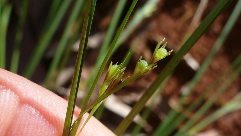 Cây dược liệu cây Đưng hạt cứng, Cương trái đá - Scleria lithosperma (L.) Sw