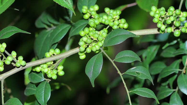 Cây dược liệu cây Ðắng cay leo, Hoàng mộc leo, Màn tàn - Zanthoxylum cuspidatum Champ, ex. Benth. (Z. scandens Blume)