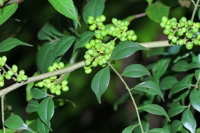 Cây dược liệu cây Ðắng cay leo, Hoàng mộc leo, Màn tàn - Zanthoxylum cuspidatum Champ, ex. Benth. (Z. scandens Blume)