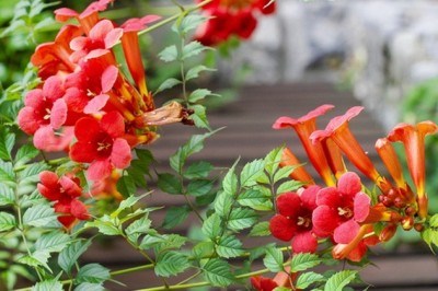 Cây dược liệu cây Ðăng tiêu châu Mỹ - Campsis radicans (L.,) Seem