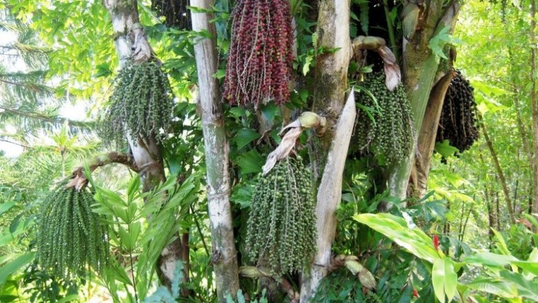 Cây dược liệu cây Đùng đình - Caryota mitis Lour