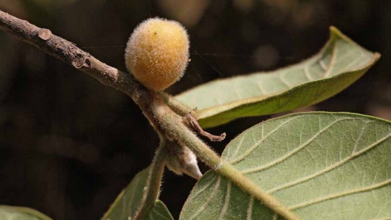 Cây dược liệu cây Ða lông, Ða hạch, Sung nhân - Ficus drupacea Thunb (F. pilosa Reinw ex Blume)
