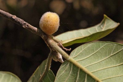 Cây dược liệu cây Ða lông, Ða hạch, Sung nhân - Ficus drupacea Thunb (F. pilosa Reinw ex Blume)
