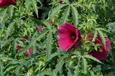 Cây dược liệu cây Kê náp - Hibiscus cannabinus L
