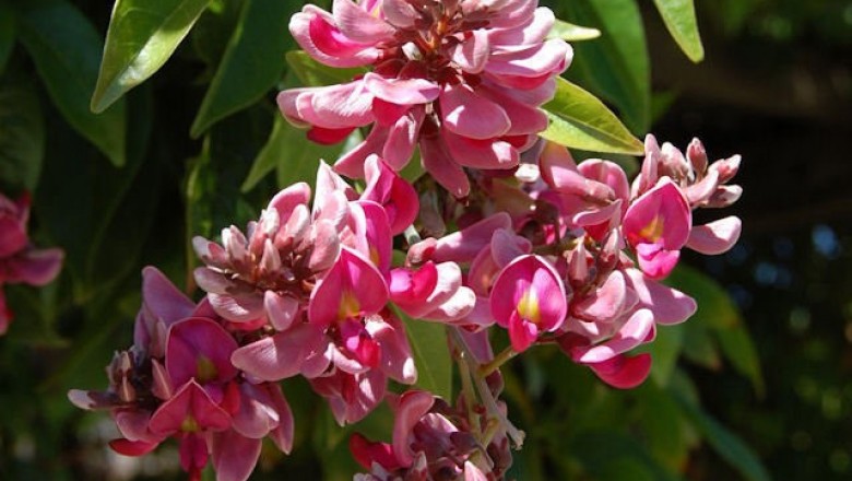 Cây dược liệu cây Kê huyết đằng núi, Máu gà núi - Milletia dielsiana Harms ex Oliv