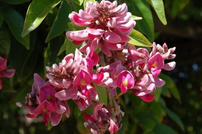 Cây dược liệu cây Kê huyết đằng núi, Máu gà núi - Milletia dielsiana Harms ex Oliv