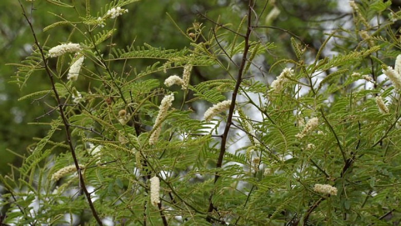 Cây dược liệu cây Keo cao – Acacia catechu (L.f.) Willd