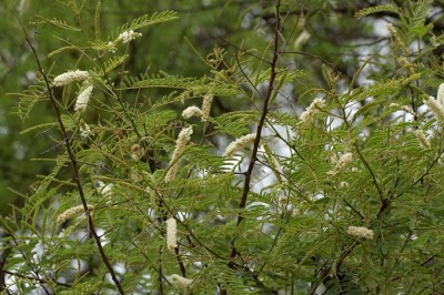 Cây dược liệu cây Keo cao – Acacia catechu (L.f.) Willd