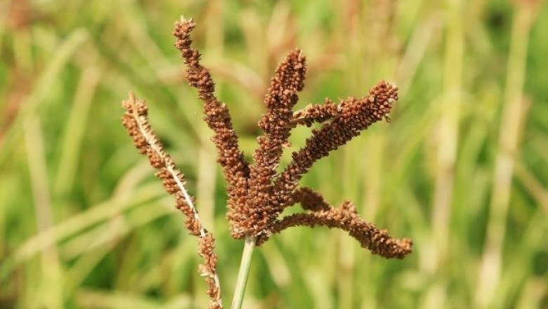 Cây dược liệu cây Kê chân vịt - Eleusine coracana (L.) Gaertn