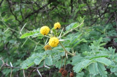 Cây dược liệu cây Keo Ả  rập - Acacia nilotica (L.) Willd. ex Del. (A. arabica (Lam.) Willd.)