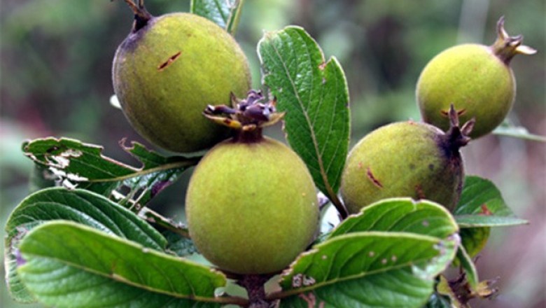 Cây dược liệu cây Găng trắng, Găng bọt, Găng nhung - Catunaregam tomentosa (Blunne ex DC.) Tirving (Randia dasycarpa (Kurz) Bakh f. R tomentosa Blume)