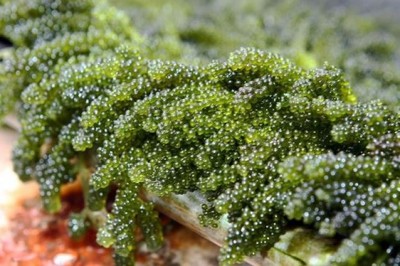 Chất kích thích tự nhiên 'kích' cây trồng lớn nhanh, khỏe mạnh