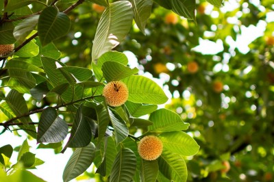 Cây dược liệu cây Gáo, Gáo trắng, Cà tôm, Phay vì - Anthocephalus cadamba (Roxb.) Miq (A. indicus A. Rich., Nauclea calamba Roxb.)