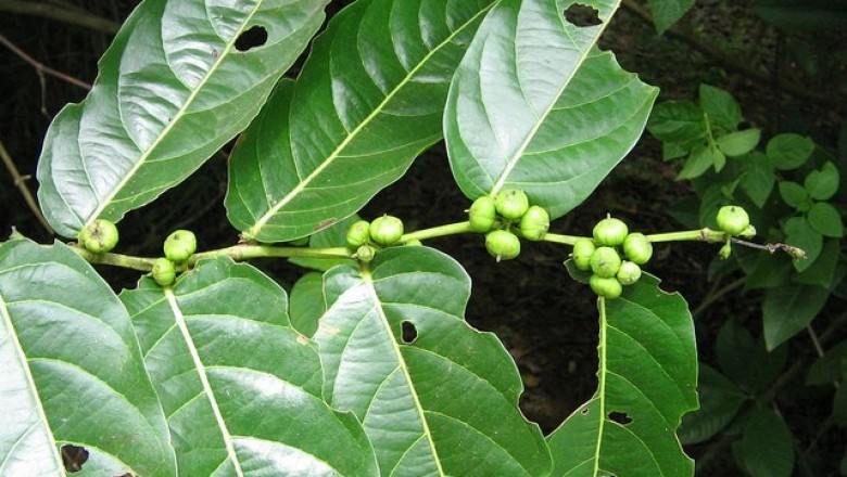 Cây dược liệu cây Ghẻ, Bòn bọt - Glochidion obliquum Decne.)