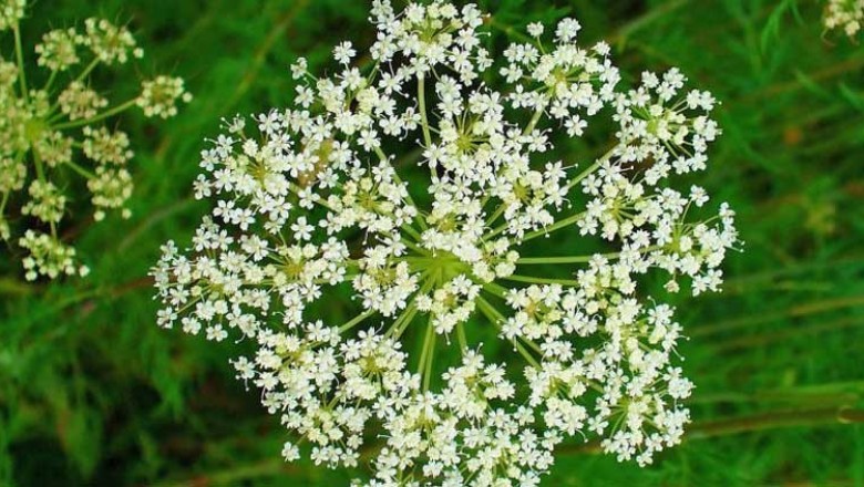 Cây dược liệu cây Giần sàng, Xà sàng - Cnidium monnieri (L.) Cusson