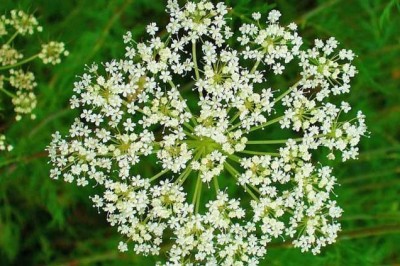 Cây dược liệu cây Giần sàng, Xà sàng - Cnidium monnieri (L.) Cusson