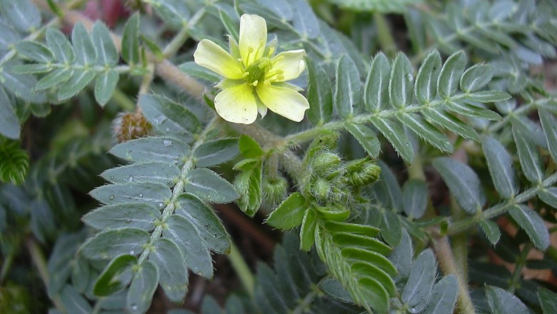 Cây dược liệu cây Gai ma vương, Gai chống, Tật lê, Quý kiến sầu - Tribulus terrestris L