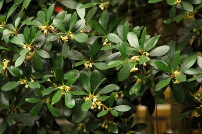 Cây dược liệu cây Giang núi - Ternstroemia japonica Thunb