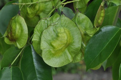 Cây dược liệu cây Giáng hương ấn - Pterocarpus indicus Willd