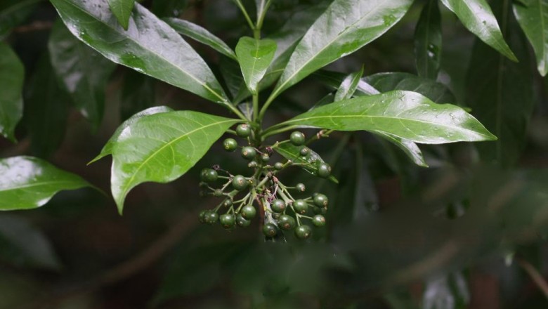 Cây dược liệu cây Giọt sành Hồng kông - Pavetta hongkongensis Bremek