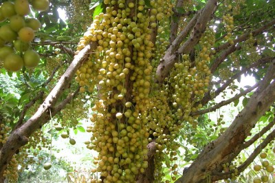 Cây dược liệu cây Giâu gia - Baccaurea ramiflora Lour. (B. sapida Muell.-Arg.)