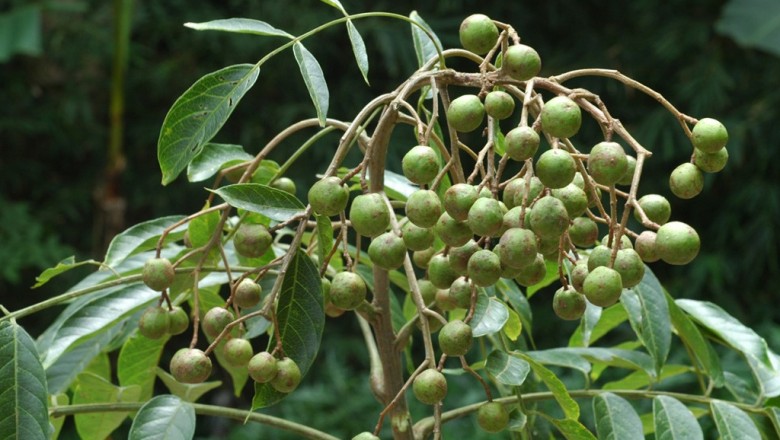 Cây dược liệu cây Giâu gia xoan - Spondias lakonensis Pierre (Allospondias lakonensis (Pierre) Stapf.)