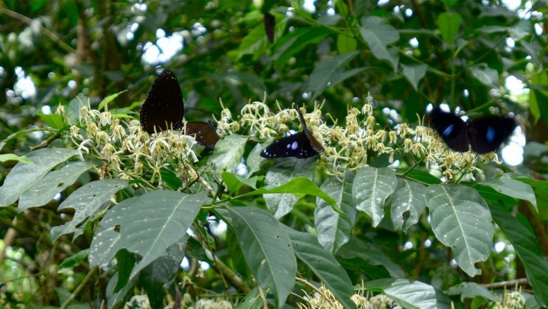 Cây dược liệu cây Găng Nam bộ, Trà vỏ, Chè rừng - Aidia cochinchinensis (Lour.) Merr. (Randia cochinchinensis Lour.)