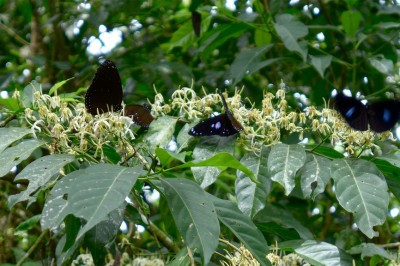 Cây dược liệu cây Găng Nam bộ, Trà vỏ, Chè rừng - Aidia cochinchinensis (Lour.) Merr. (Randia cochinchinensis Lour.)