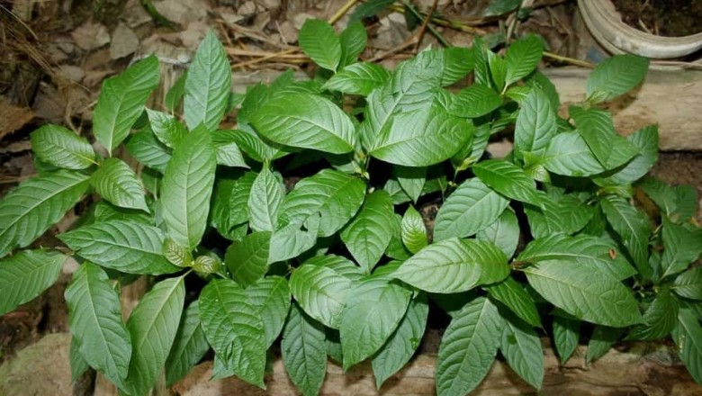 Cây dược liệu cây Giam - Mitragyna speciosa (Korth.) Havil. (M. parvifolia (Roxb.) Korth.)