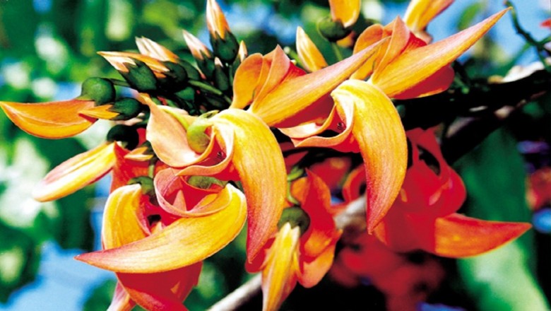 Cây dược liệu cây Giềng giềng đẹp, Huyết đằng lông- Butea superba Roxb