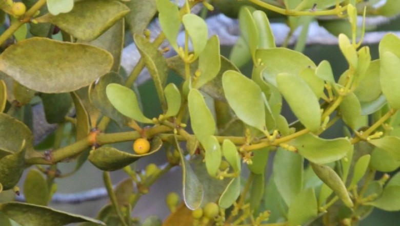 Cây dược liệu cây Ghi lá xoan - Viscum ovalifolium DC