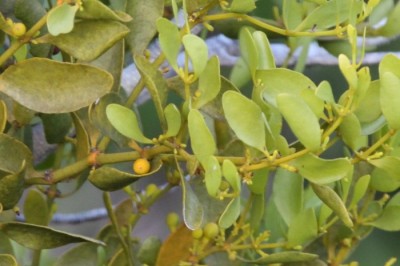 Cây dược liệu cây Ghi lá xoan - Viscum ovalifolium DC