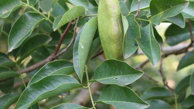 Cây dược liệu cây Gõ đỏ, Gõ cà te, Gõ tò te - Afzelia xylocarpa (Kurz) Craib (Pahudia cochinchinensis Pierre)