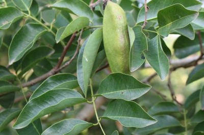 Cây dược liệu cây Gõ đỏ, Gõ cà te, Gõ tò te - Afzelia xylocarpa (Kurz) Craib (Pahudia cochinchinensis Pierre)