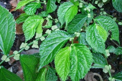 Cây dược liệu cây Giá co - Elatostemma rupestre (Ham.) Wedd