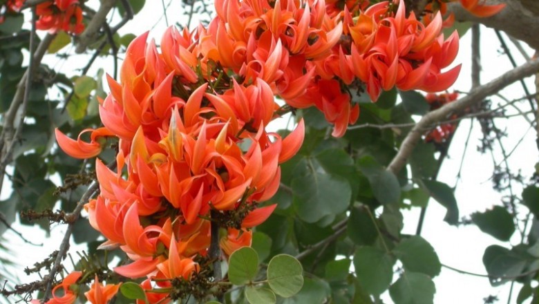 Cây dược liệu cây Giềng giềng, Cây lâm vố - Butea monosperma (Lam.) Taub., (B. frondosa Roxb. ex Willd)