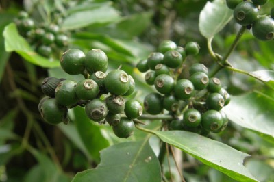 Cây dược liệu cây Găng gai cong, Mo tró, ác ó, nút - Oxyceros horrida Lour (Randia horrida (Lour.) Schum)