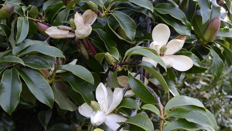 Cây dược liệu cây Giổi, giổi Ford - Manglietia fordiana (Hemsl.) Oliv