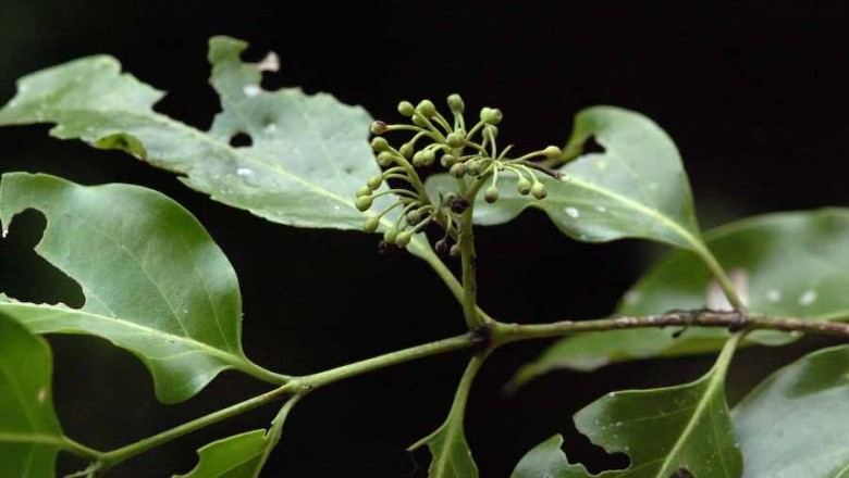 Cây dược liệu cây Găng hai hạt, xương cá - Canthium dicoccum (Gaertn) Merr