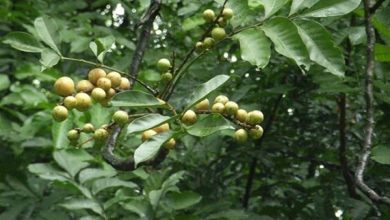 Cây dược liệu cây Gội, Gội gác, Gội trắng- Aphanamixis grandifolia Blume