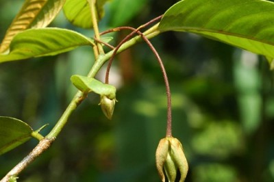 Cây dược liệu cây Giẻ Nam bộ, Chập chại, Hoa dẻ lông đen - Desmos cochinchinensis Lour