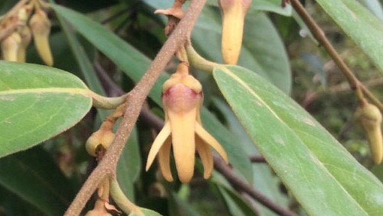 Cây dược liệu cây Giền, Giền đỏ, Sai, Mạy sản săn - Xylopia vielana Pierre