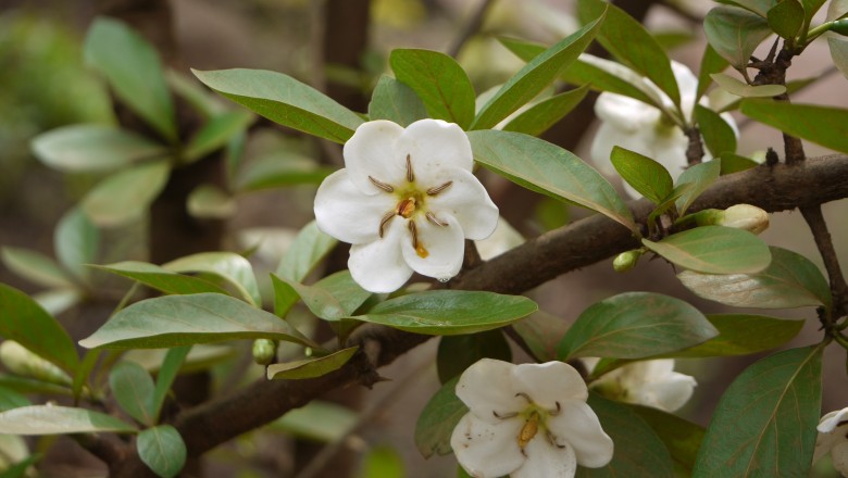 Cây dược liệu cây Găng nước - Tamilnadii uliginosa (Retz.) Tirving. et Sastre (Randia uliginosa (Retz.) DC.)