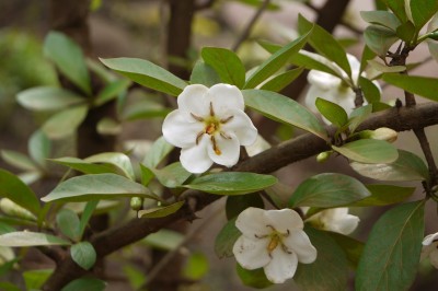 Cây dược liệu cây Găng nước - Tamilnadii uliginosa (Retz.) Tirving. et Sastre (Randia uliginosa (Retz.) DC.)